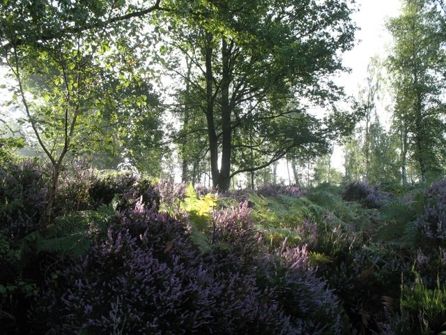 2007 08 Bois de Rochefort 02